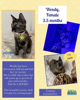 Wendy Adopted - Tortoiseshell Cat