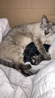 Baby Kittens - Bengal + Siamese Cat