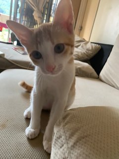 Lushi - Domestic Short Hair Cat