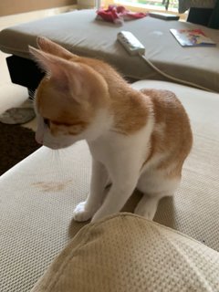 Lushi - Domestic Short Hair Cat