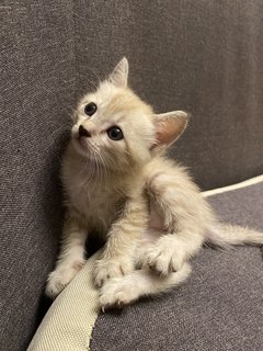 Kitten 01 - Domestic Short Hair + Domestic Long Hair Cat