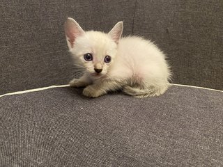 Kitten 02 - Domestic Short Hair + Domestic Medium Hair Cat