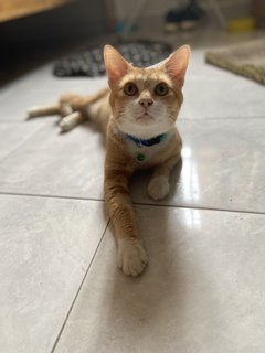 Leo - Tabby + Domestic Short Hair Cat