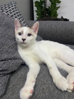 Tokyo - Domestic Medium Hair + Domestic Short Hair Cat