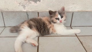 Tiga Budak Gebu - Domestic Medium Hair Cat
