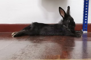 Comet - Bunny Rabbit Rabbit