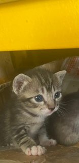 1 Month Blue Eyes Kitten - Domestic Medium Hair Cat