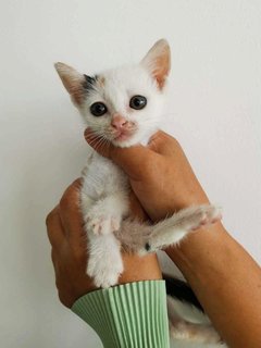 Kacang - Domestic Short Hair Cat
