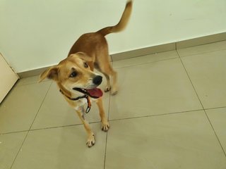Mr Brown - Mixed Breed Dog