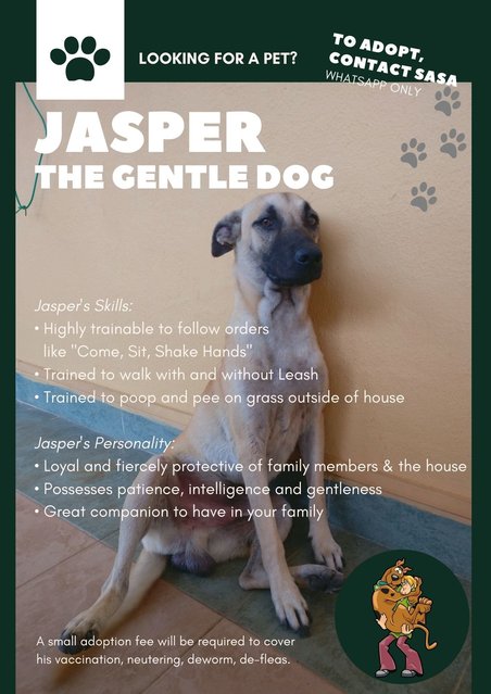 Jasper - Mixed Breed Dog