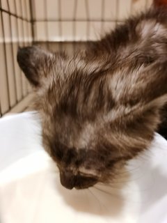 Kitten - Domestic Short Hair Cat