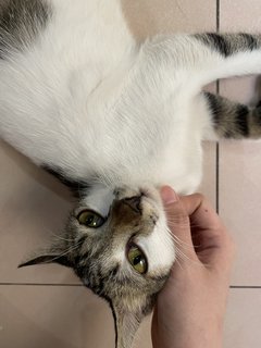 Maomao - Domestic Medium Hair Cat