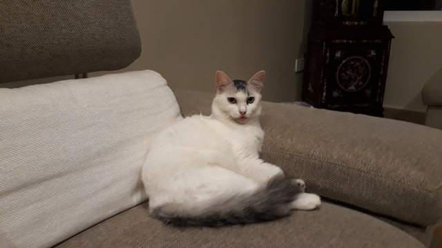 Lady Morgana  - Persian Cat