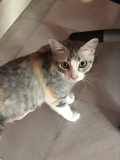 Mama For Fostering  - Domestic Medium Hair Cat