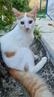 Long Tail (Female) - Domestic Medium Hair Cat