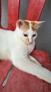 Long Tail (Female) - Domestic Medium Hair Cat
