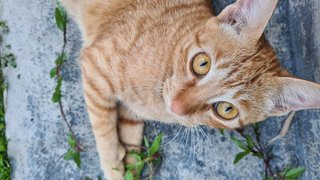 Kilau - Tabby + Domestic Short Hair Cat