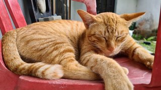 Kilau - Tabby + Domestic Short Hair Cat