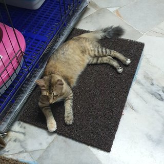 Musang - Domestic Short Hair Cat