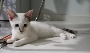 Princess (Adopted) - Domestic Short Hair + Siamese Cat
