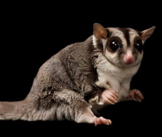 Sugar Glider - Sugar Glider Small & Furry