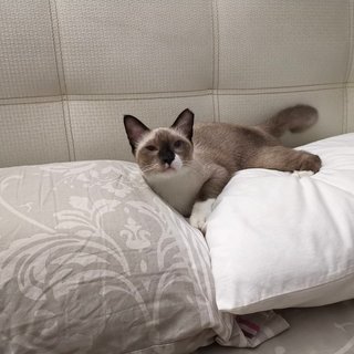 Socks The Inquisitive Gurl - Siamese + Domestic Short Hair Cat