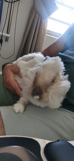 Cosmo - Angora Rabbit + Lionhead Rabbit