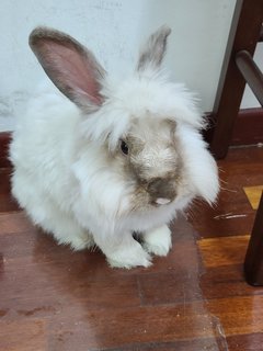 Cosmo - Angora Rabbit + Lionhead Rabbit