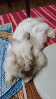Cosmo - Angora Rabbit + Lionhead Rabbit