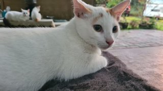 Male (Short Tail) - Domestic Short Hair Cat