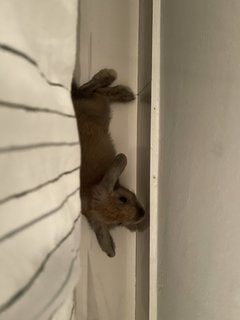 Coco - Holland Lop Rabbit