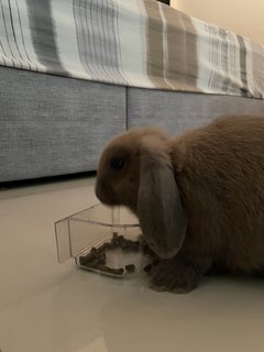 Coco - Holland Lop Rabbit