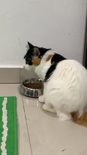Phoebe Gesh - Maine Coon + Ragdoll Cat