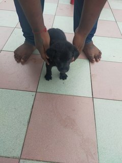 Blacky - Mixed Breed Dog