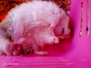 Hamster  - Syrian / Golden Hamster + Common Hamster Hamster