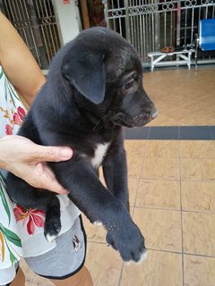 Dudu - Labrador Retriever Mix Dog