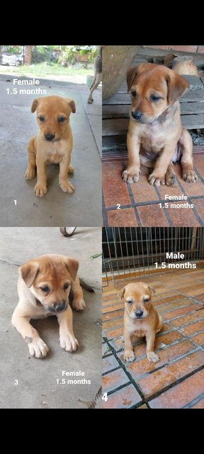 Puppies - Mixed Breed Dog