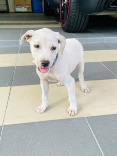 Abby - Labrador Retriever Mix Dog