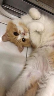 Gingerale  - Domestic Medium Hair Cat