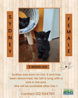Sydney1 Adopted - Domestic Short Hair Cat