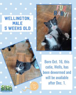 Wellington  Adopted - Domestic Short Hair Cat