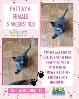 Pattaya Adopted - Domestic Short Hair Cat