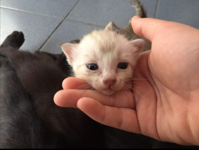 White - Domestic Medium Hair Cat