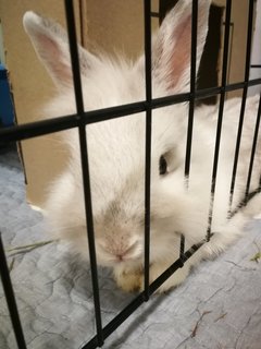 Pepper - Bunny Rabbit Rabbit