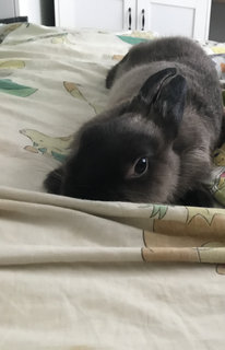 Dubby - Dwarf Eared Rabbit