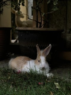 Polo - Bunny Rabbit Rabbit