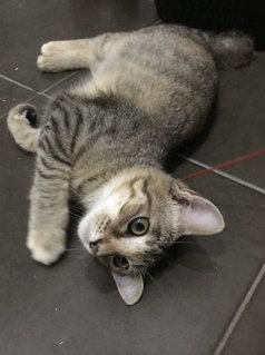Winnie - Domestic Short Hair + Tabby Cat