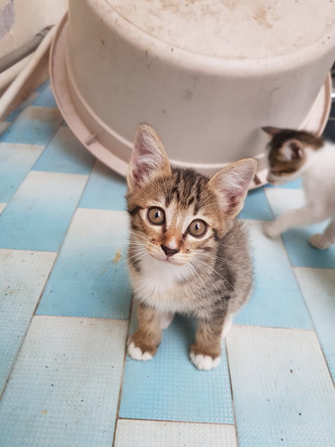 Shoyu - Domestic Short Hair + Domestic Medium Hair Cat