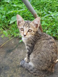 Shoyu - Domestic Short Hair + Domestic Medium Hair Cat