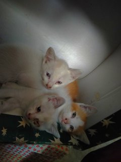 White Mix Orange  - Domestic Short Hair + Domestic Medium Hair Cat